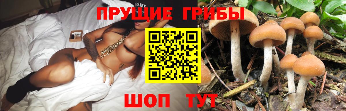 Псилоцибиновые грибы GOLDEN TEACHER Славянск-на-Кубани